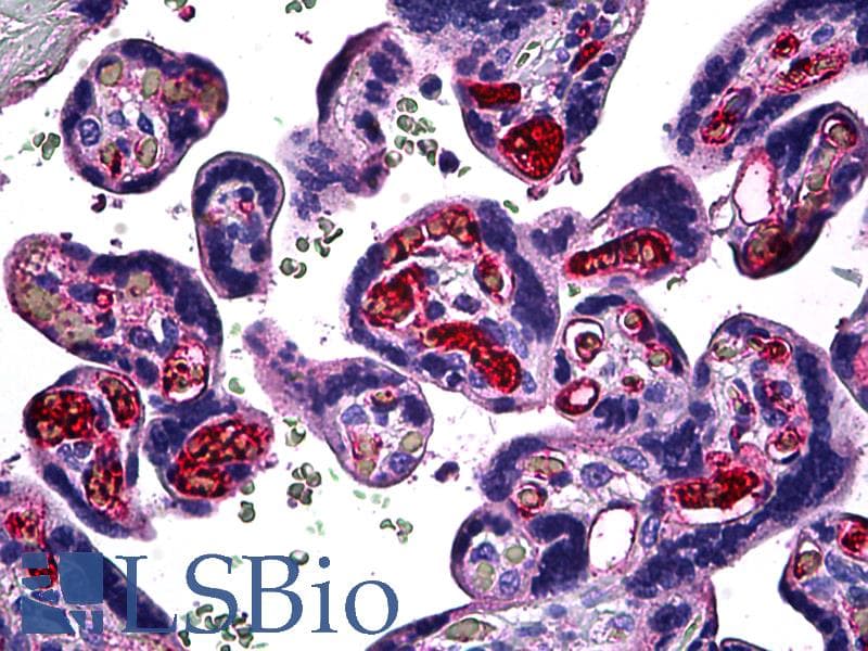 PathPlus™ Monoclonal Mouse anti-Human FGF1 / Acidic FGF Antibody (clone 1F9, IHC, IF, WB)