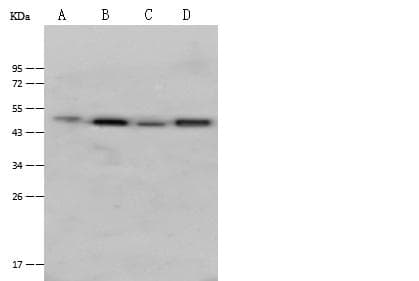 CLMP / ACAM Antibody (Preservative Free)