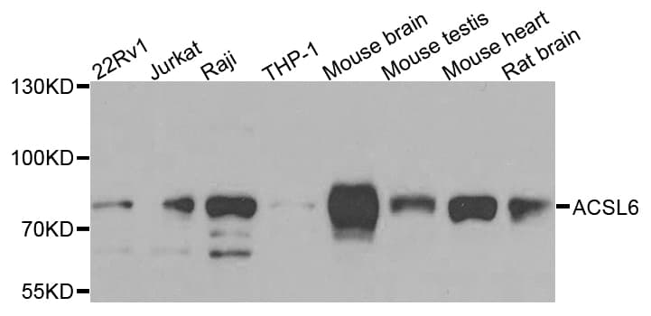 ACSL6 Antibody