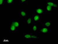 Monoclonal Mouse anti-Human LMO1 Antibody (clone 790C2a, IF, WB)