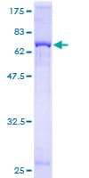 Human GNAQ Protein (Recombinant GST)