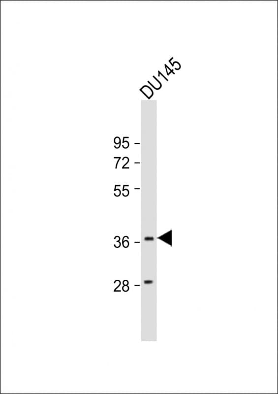 Polyclonal Rabbit anti-Human MYCL / L-Myc Antibody (aa271-303, WB)