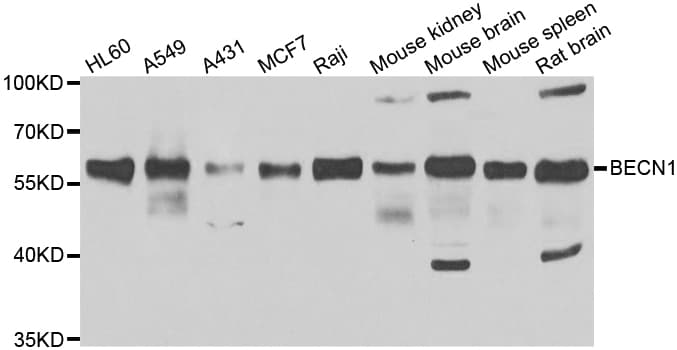 BECN1 / Beclin-1 Antibody