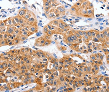 YWHAG / 14-3-3 Gamma Antibody