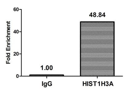 Polyclonal Rabbit anti-Human HIST1H3A Antibody (IHC, WB)