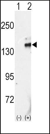 PathPlus™ RET Antibody (aa1012-1042)