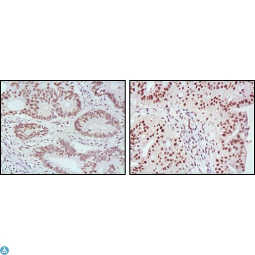MLH1 Antibody