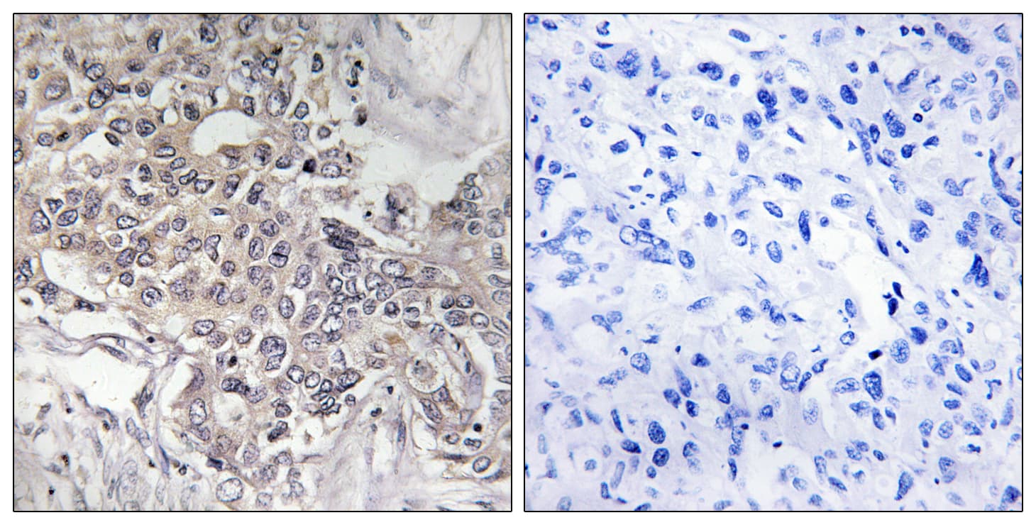 CYP4Z1 Antibody (aa71-120)