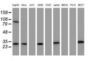 IF3mt / MTIF3 Antibody (clone OTI4G2)
