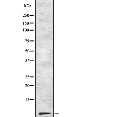 COX7B2 Antibody