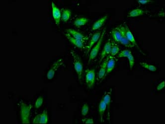 AZI2 / NAP1 Antibody