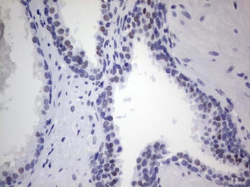 NKX3-1 Antibody (clone OTI2E4)