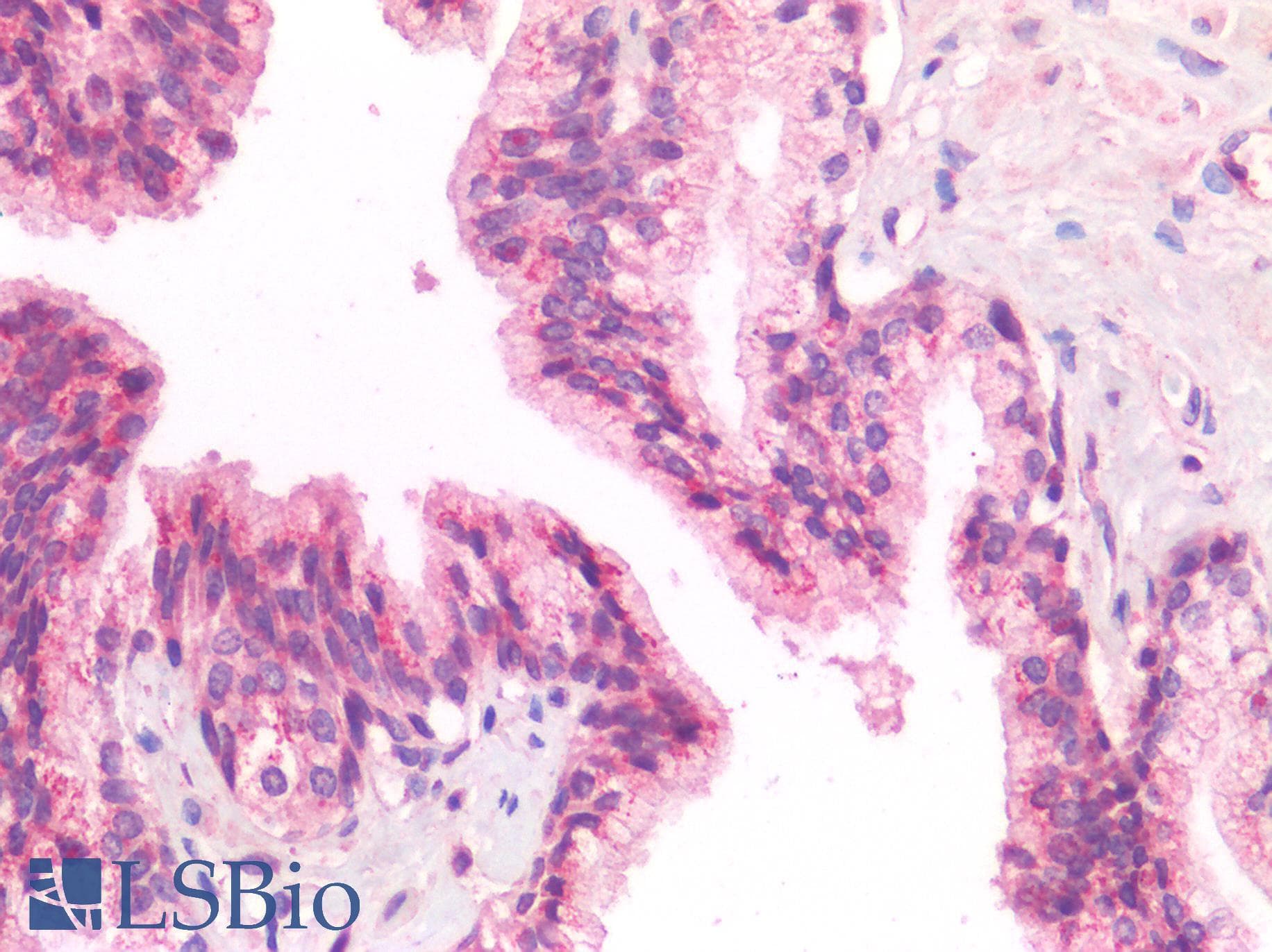 IHC-plus™ IL-33 Antibody