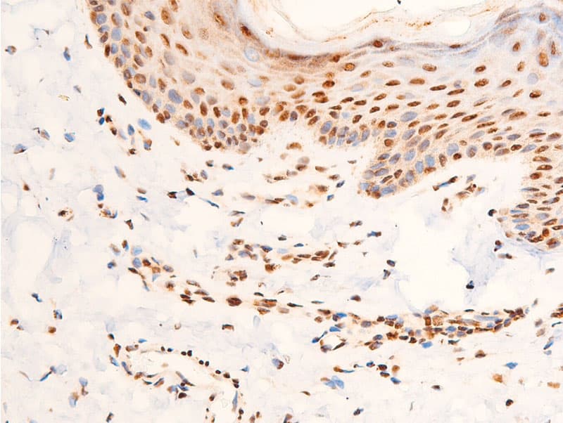 Polyclonal Rabbit anti-Human JUN / c-Jun Antibody (phospho-Thr91, IHC, WB)