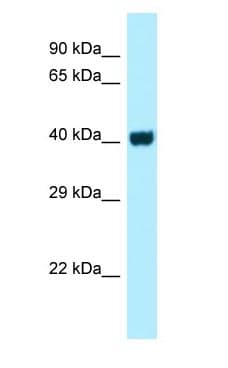 GPR3 Antibody (C-Terminus)