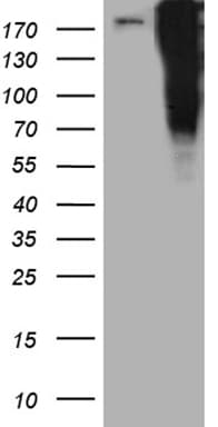 TP53BP1 / 53BP1 Antibody (aa1-300, clone OTI6D9, Carrier-free)