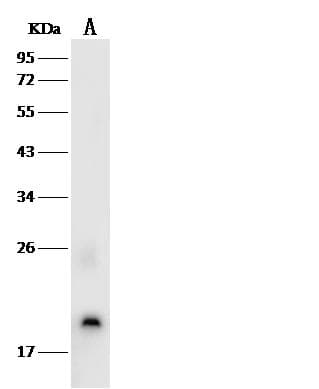 Monoclonal Rabbit anti-Rat IL-1B / IL-1 Beta Antibody (clone 312, Preservative Free, WB)