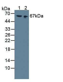 High Molecular Weight Kininogen Antibody (aa268-540, APC)