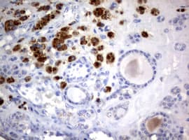 WNT3 Antibody (aa128-355, clone OTI3G5)