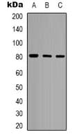 POLR3E / SIN Antibody (Internal)