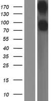 Human CD22 Protein (Over-Expression Lysate Myc-DDK (Flag))