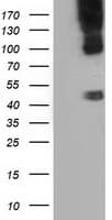 Monoclonal Mouse anti-Human CD80 Antibody (clone OTI7E4, IF, WB)