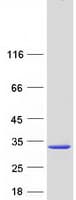 Human EMC8 / COX4NB Protein (Recombinant Myc-DDK (Flag))