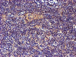 SMS / Spermine Synthase Antibody (clone OTI3C9)