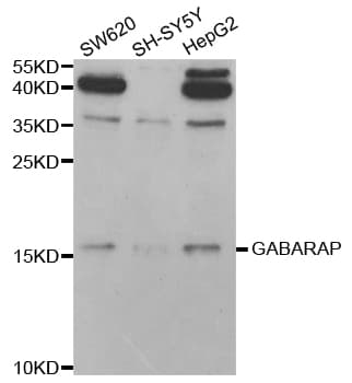 GABARAP Antibody