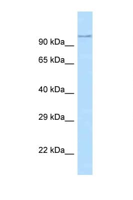 ADAM29 Antibody (aa101-150)