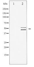 VASP Antibody
