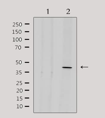 EXOG / ENDOGL1 Antibody