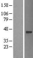 OGFOD3 Protein (Over-Expression Lysate Myc-DDK (Flag))