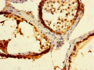 MAEL Antibody