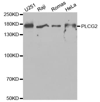 PLCG2 / PLC Gamma 2 Antibody