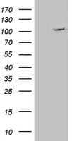 ERCC4 / XPF Antibody (clone OTI1B2)