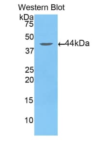 GOT2 Antibody (aa30-430, FITC)