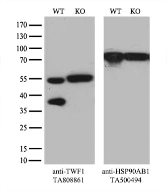 TWF1 / PTK9 Antibody (aa140-384, clone OTI6C11)