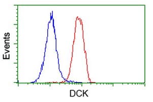 DCK / Deoxycytidine kinase Antibody (clone OTI16E12, Carrier-free)