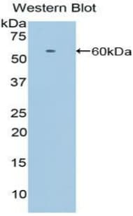 APOER2 / LRP8 Antibody (aa696-941, Biotin)