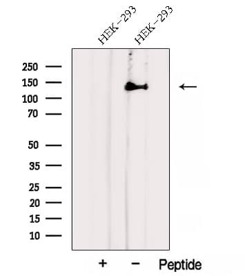 AHI1 Antibody