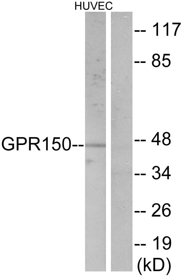 Polyclonal Rabbit anti-Human GPR150 Antibody (aa361-410, IF, WB)