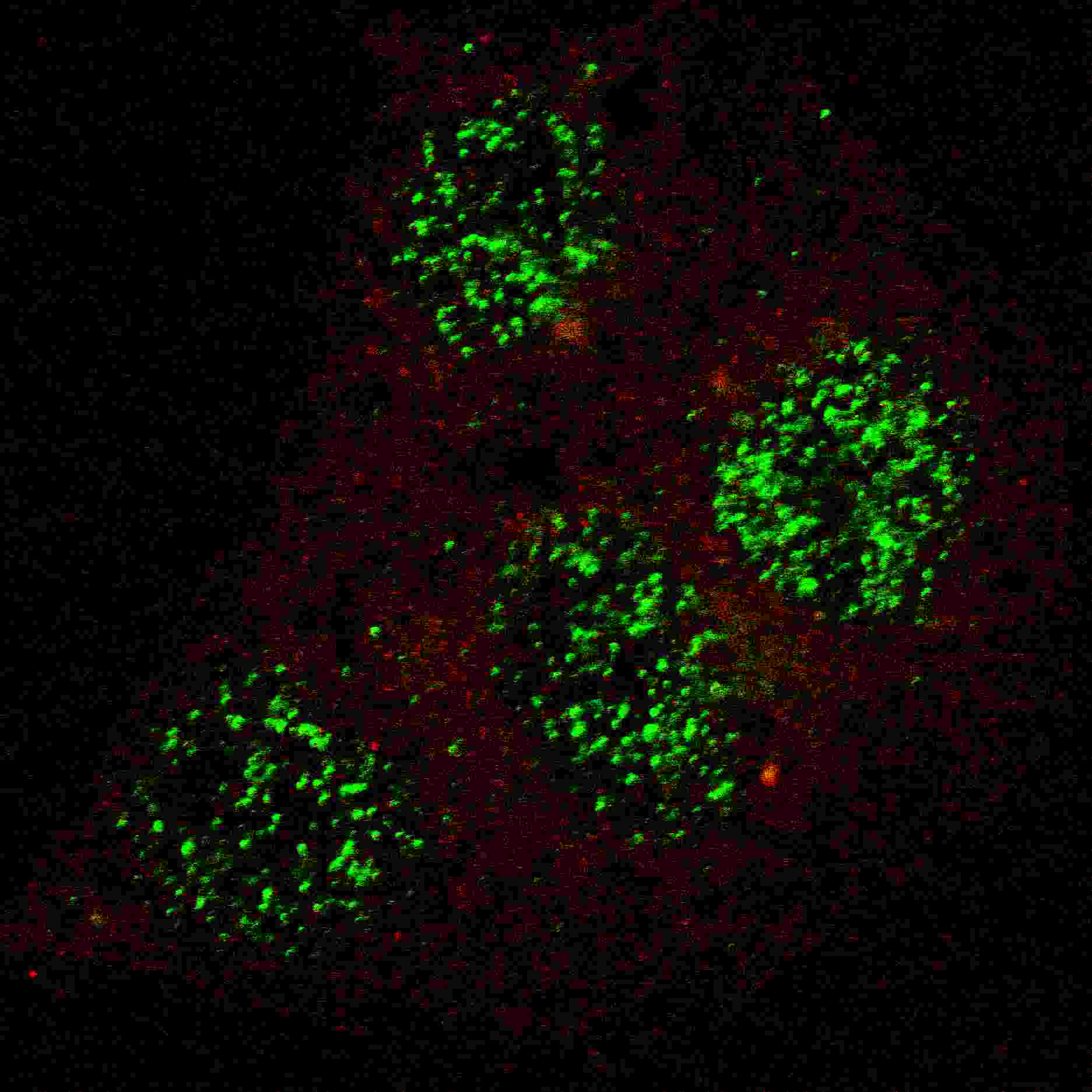 Polyclonal Rabbit anti-Human GATA6 Antibody (phospho-Tyr271, IF)