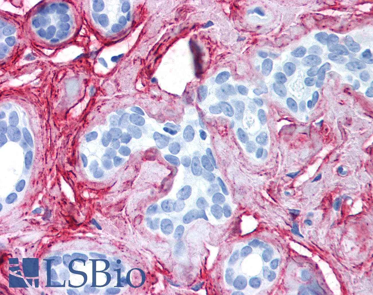 IHC-plus™ Collagen VI Antibody