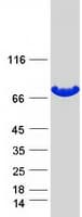 Human TGM4 / Transglutaminase 4 Protein (Recombinant Myc-DDK (Flag))