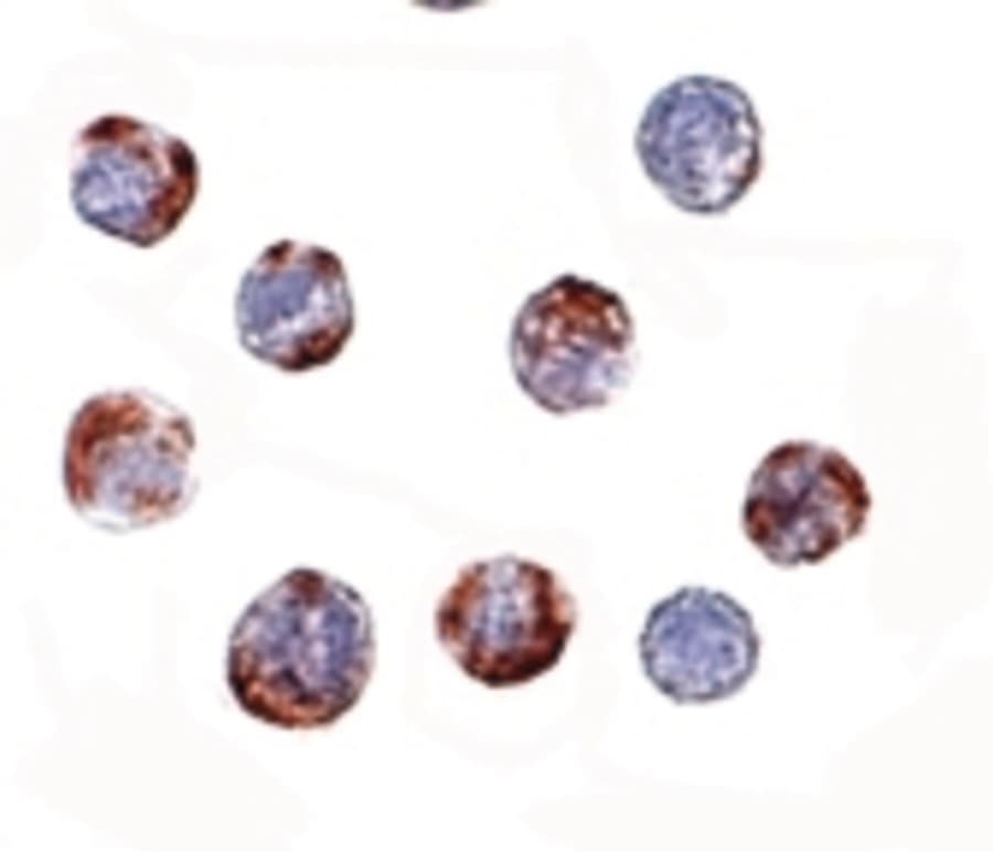 IHC-plus™ Polyclonal Rabbit anti-Human ATG16L1 / ATG16L Antibody (IHC, IF, WB)
