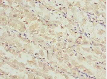 MEOX1 Antibody