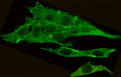 c-Src Kinase / CSK Antibody