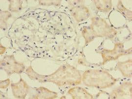 E2F2 Antibody