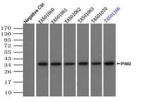 PIM2 / Pim-2 Antibody (clone OTI9A5)